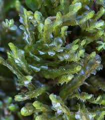 Attēlu rezultāti vaicājumam “Harpanthus flotovianus”