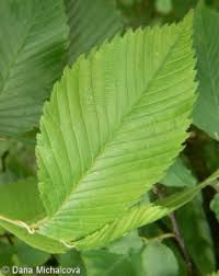 Attēlu rezultāti vaicājumam “Ulmus laevis leaf”