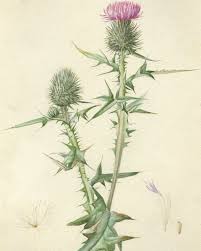 Attēlu rezultāti vaicājumam “Cirsium vulgare”