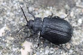 Attēlu rezultāti vaicājumam “Galeruca tanaceti”