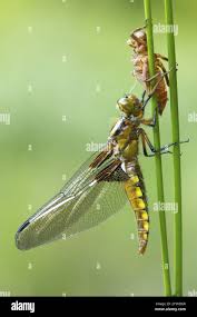 Attēlu rezultāti vaicājumam “Libellula quadrimaculata exuvia”