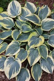 Attēlu rezultāti vaicājumam “Hosta sp. leaf”