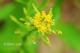 Attēlu rezultāti vaicājumam “Rorippa palustris flower”