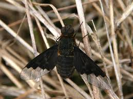 Attēlu rezultāti vaicājumam “Hemipenthes morio”