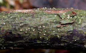 Attēlu rezultāti vaicājumam “Fellhanera subtilis”