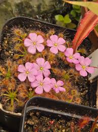 Attēlu rezultāti vaicājumam “Droseraceae”