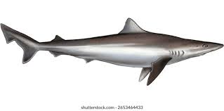 Image result for Galeorhinus galeus