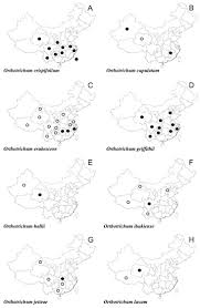 Attēlu rezultāti vaicājumam “Orthotrichum cupulatum var. riparium”