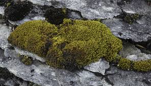 Attēlu rezultāti vaicājumam “Tortella inclinata”