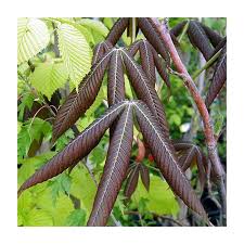 Attēlu rezultāti vaicājumam “Aesculus flava leaf”