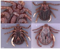 Attēlu rezultāti vaicājumam “Dermacentor reticulatus”