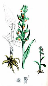 Attēlu rezultāti vaicājumam “Dactylorhiza russowii leaf”