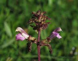 Attēlu rezultāti vaicājumam “Pedicularis palustris”