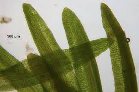 Attēlu rezultāti vaicājumam “Gymnostomum aeruginosum”