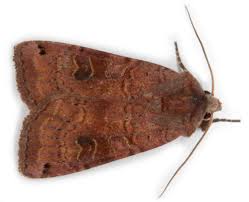 Attēlu rezultāti vaicājumam “Xestia baja”