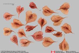 Attēlu rezultāti vaicājumam “Reynoutria sachalinensis fruit”