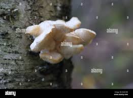 Attēlu rezultāti vaicājumam “Hericium cirrhatum”