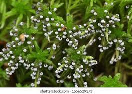 Attēlu rezultāti vaicājumam “Didymium proximum”