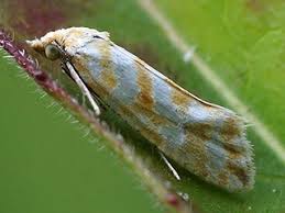 Attēlu rezultāti vaicājumam “Aethes margaritana”