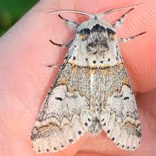 Attēlu rezultāti vaicājumam “Furcula bifida”