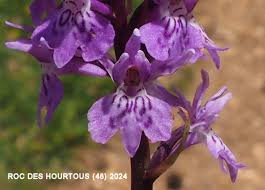 Attēlu rezultāti vaicājumam “Dactylorhiza fuchsii flower”