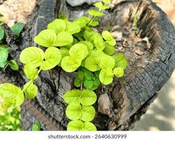 Attēlu rezultāti vaicājumam “Lysimachia nummularia leaf”