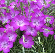 Image result for Agrostemma githago