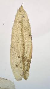 Attēlu rezultāti vaicājumam “Thamnobryum subserratum”