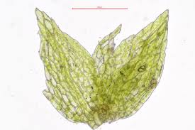 Attēlu rezultāti vaicājumam “Bryum schleicheri”