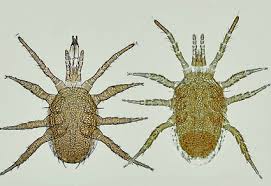 Attēlu rezultāti vaicājumam “Mesostigmata”