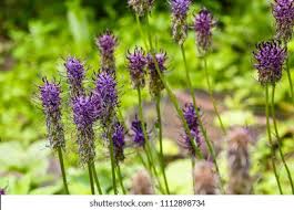 Attēlu rezultāti vaicājumam “Phyteuma spicatum fruit”