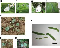Attēlu rezultāti vaicājumam “Pieris rapae”