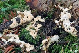 Attēlu rezultāti vaicājumam “Hypomyces chrysospermus”