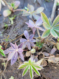 Attēlu rezultāti vaicājumam “Lupinus polyphyllus”