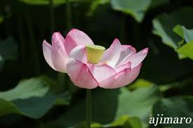 「シア・ハス」の画像検索結果