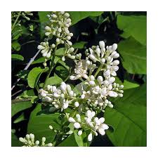 Attēlu rezultāti vaicājumam “Ligustrum vulgare”