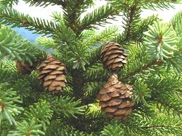 Attēlu rezultāti vaicājumam “Picea”