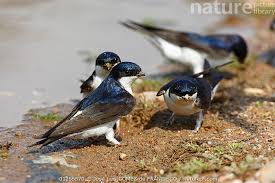 Attēlu rezultāti vaicājumam “Delichon urbicum nest”