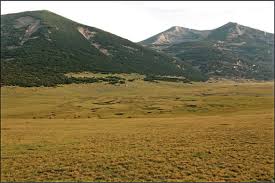 Attēlu rezultāti vaicājumam “Meesia triquetra”