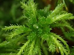 Attēlu rezultāti vaicājumam “Sphagnum fimbriatum”