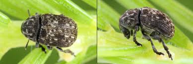 Attēlu rezultāti vaicājumam “Anthribus nebulosus”