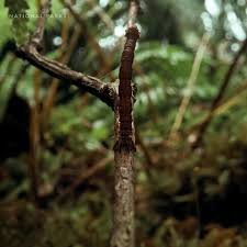 Attēlu rezultāti vaicājumam “Eupithecia subumbrata larva”