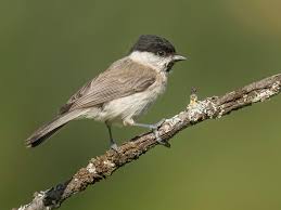 Attēlu rezultāti vaicājumam “Poecile palustris adult”