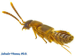 Attēlu rezultāti vaicājumam “Staphylinidae”