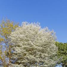 Attēlu rezultāti vaicājumam “Amelanchier canadensis”