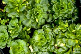 Attēlu rezultāti vaicājumam “Saxifraga cymbalaria fruit”