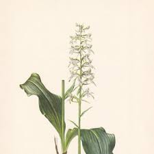 Attēlu rezultāti vaicājumam “Platanthera bifolia leaf”