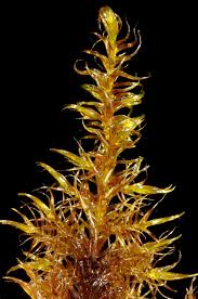 Attēlu rezultāti vaicājumam “Warnstorfia exannulata”