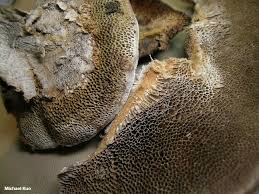 Attēlu rezultāti vaicājumam “Coriolopsis trogii”