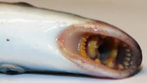 Image result for Lampetra fluviatilis